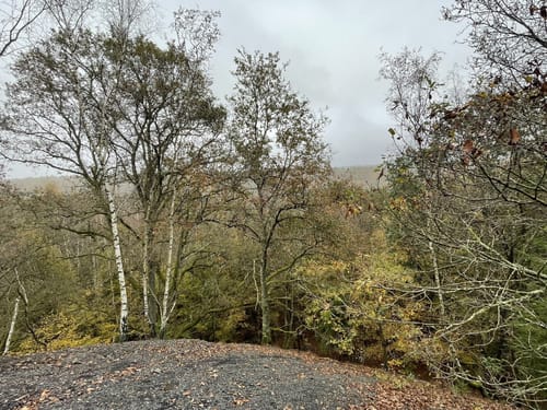 Urwald Tour (Premiumwanderweg)