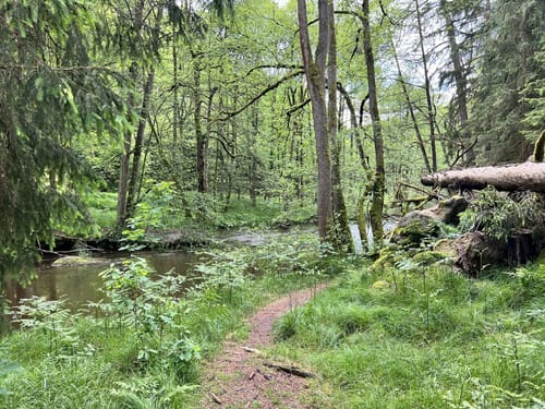 Von Lindenhof zum Mühlnickelweiher durch das NSG Waldnaabtal