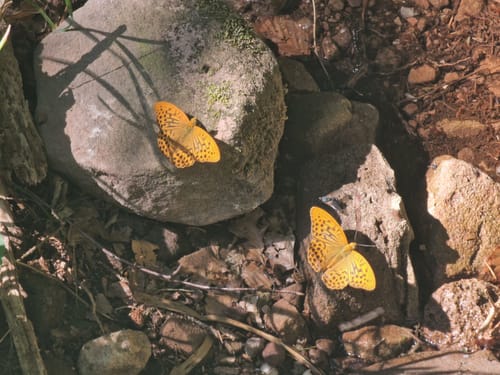 Heidelbeerweg (Premiumwanderweg)
