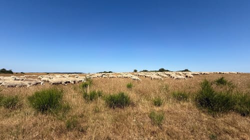 Zuschauerwanderung