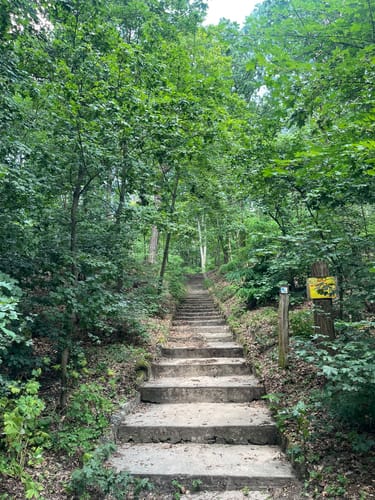 Quer durch den Grunewald