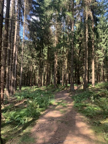 P14 Bilstein (Premiumwanderweg)