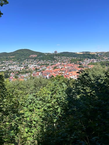 Wald in Rotenburg an der Fulda
