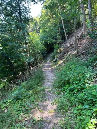 Wald in Rotenburg an der Fulda