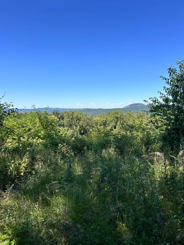Wald in Rotenburg an der Fulda