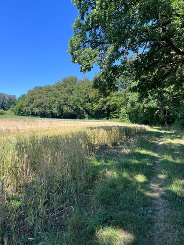SchächerbachTour (Premiumwanderweg)