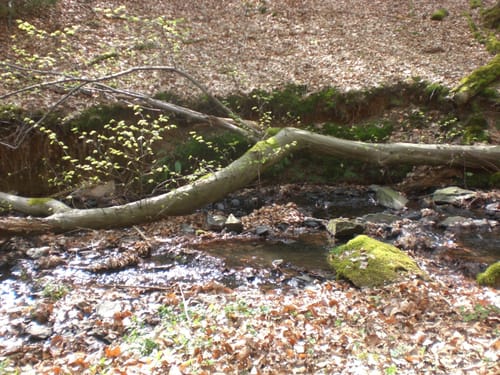 Klosterbusch