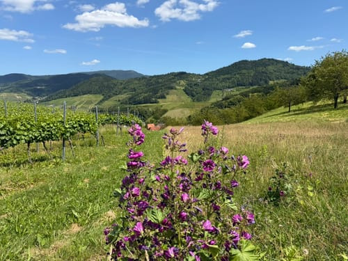Ulmer Panoramaweg