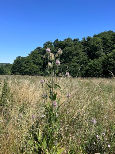 SchächerbachTour (Premiumwanderweg)