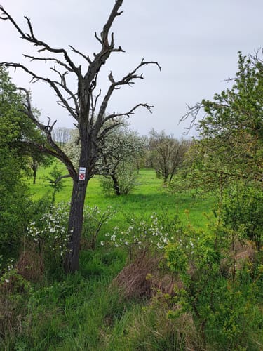 Eisenbaum - Florsheimer Warte - Wiesenmuhle