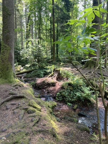 Wildes Monbachtal