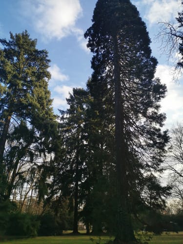 Burg Kronberg - Victoria-Park - Schloss Friedrichshof