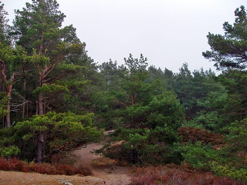 Katzvey - Altusknipp (Griesberg) - Katzensteine