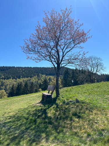 WeltWald Harz - Gallenberg