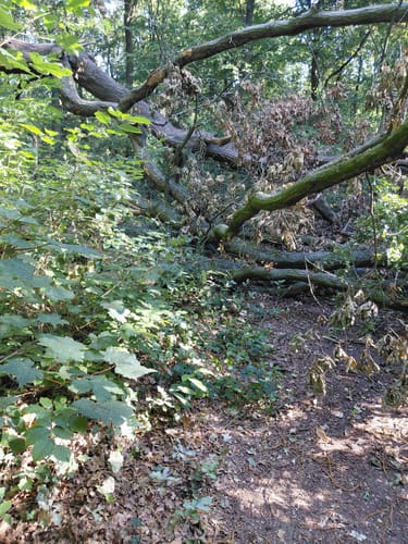 Kamper Wald und Kloster Kamp
