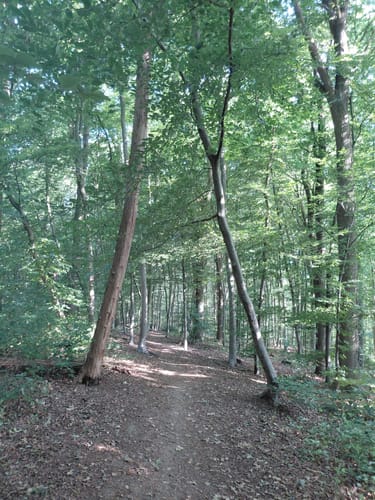 Kamper Wald und Kloster Kamp