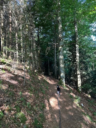 Kälbelescheuer-Nonnenmattweiher