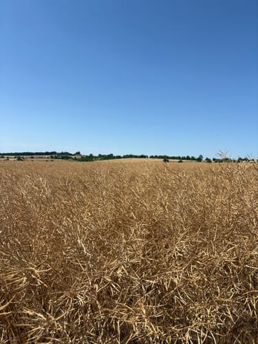 Um Pulvermaar und Immenrather Maar