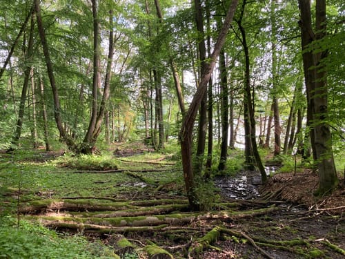Fontaneweg: Rund um den Tornowsee