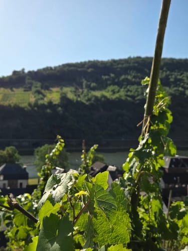 Felsen.Fässer.Fachwerk (Moselsteig Seitensprung)