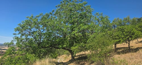 Panoramawanderung Mönchberg - Kayh
