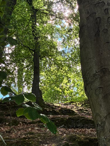 Um den Liepnitzsee