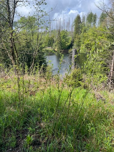 Braunlage - Schloßkopf - Silberteich