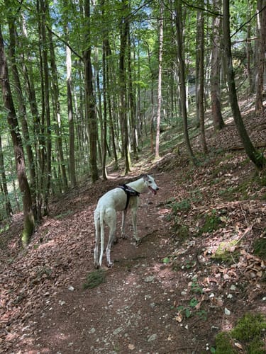 Von Veilbronn durch das Leidingshofer Tal