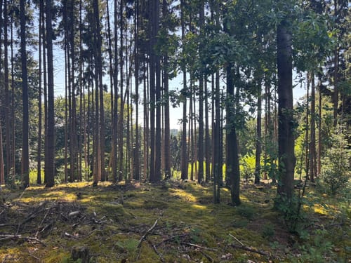 Bad Iburg und Lienenerberg Rundweg im Teutoburger Wald