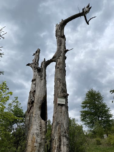 Aus Paradies zum Großen Knollen