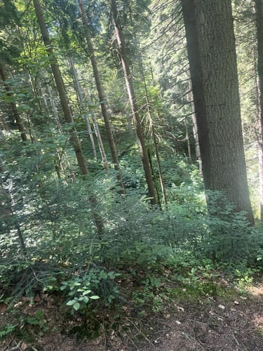 Gindelalm von Gmund mit Huberspitztrail
