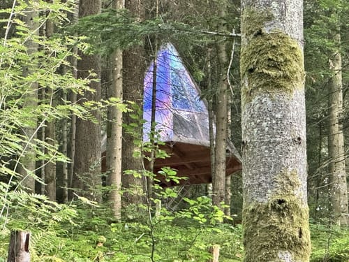 Tannenriesen (Premiumwanderweg)