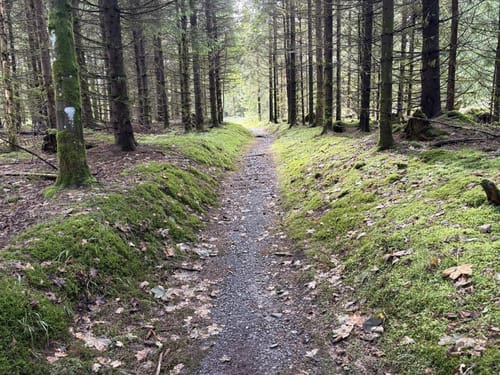 Rennsteig Etappe 6: Friedrichshöhe - Spechtsbrunn
