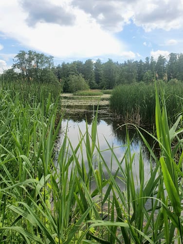 Teichrunde bei Mönau