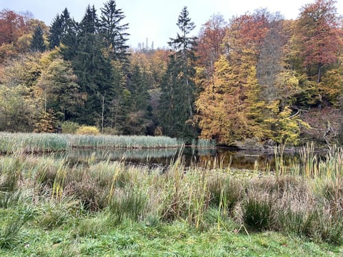 Hoher Meißner P1 (Premiumwanderweg)