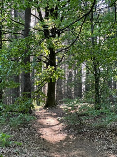 Dimbacher Buntsandstein Höhenweg (Premiumwanderweg)
