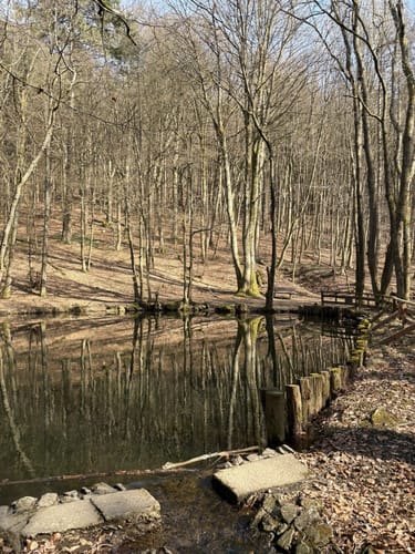 Falkenstein - Altkönig - Fuchstanz - Reichenbach