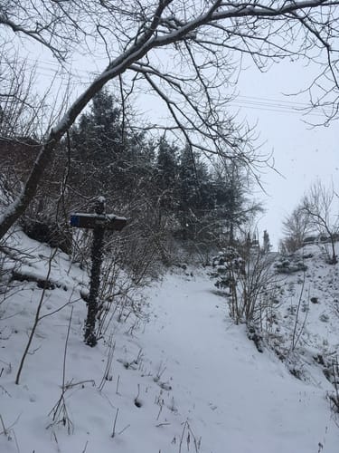 Zur Burg Reichenstein entlang dem Wolfstal