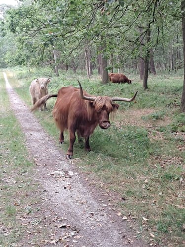 5-Sterrenroute Schinveld