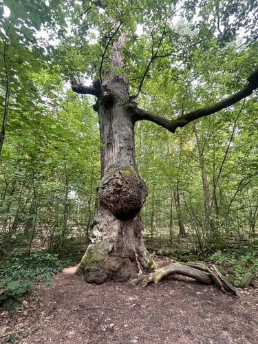 Grunewald: Drachenberg - Teufelsberg