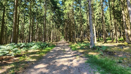 Venwegen - Andreashütte - Zweifall