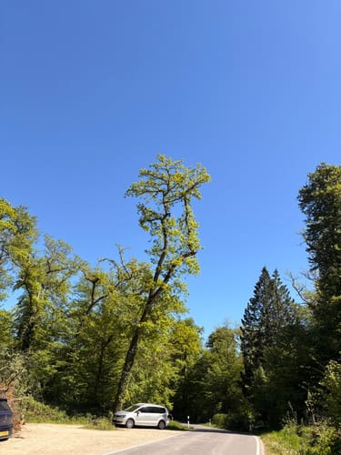 Mertert Trail 1