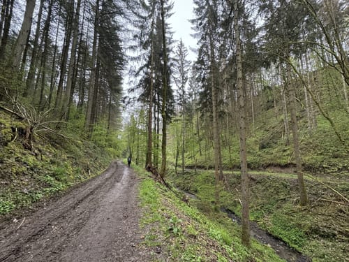 Eifelsteig Etappe 12: Manderscheid - Himmerod