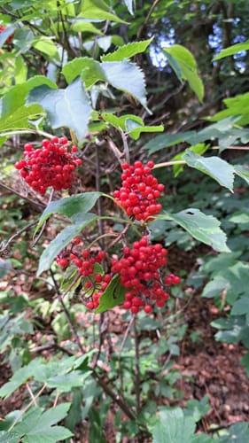 Winterberger Schluchten- und Brückenpfad