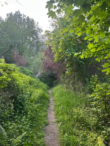 Natursteig Sieg - Etappe 7: Herchen - Schladern