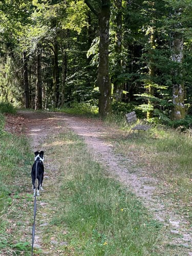 Hörnle Rundweg ab Raich