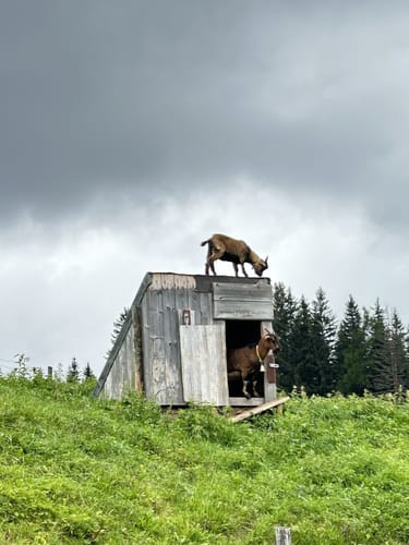 Hochfelln Seilbahn Mittelstation - Bergen