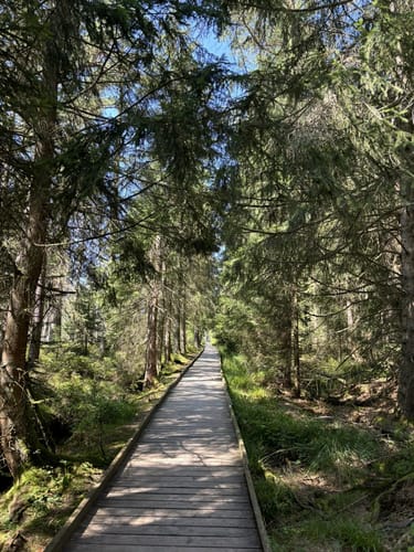 Kaltenbronn Rundweg 1