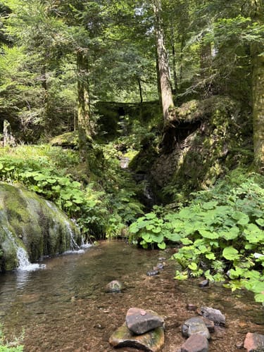 Fischfelsen Wasserfall