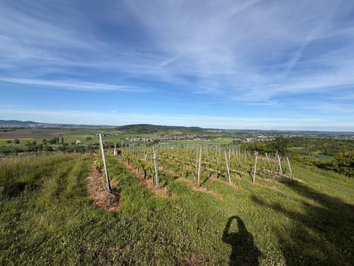 Unterjesinger Wengertwegle (Premiumspazierwanderweg)